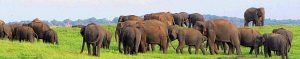 Great Elephant Gathering at Kaudulla National Park