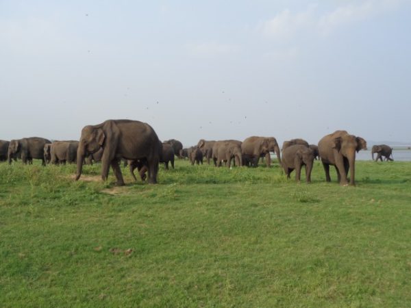 Kaudulla Elephant gathering