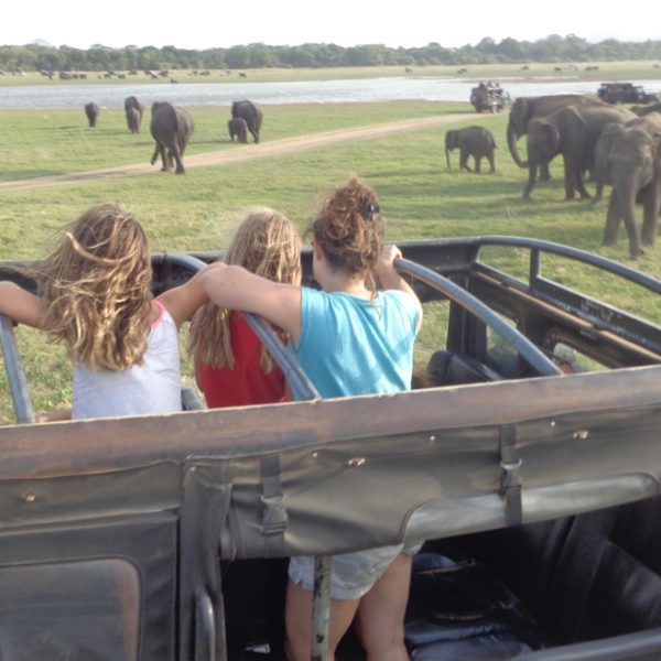 Kaudulla Evening Safari