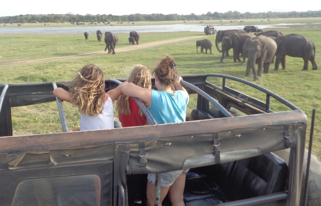 Kaudulla Evening Safari